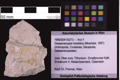 Foto (Objekt + Etiketten) von Glaessneropsis heraldica (Moericke, 1897) (NHMW-GEO-1990-0041-0273)